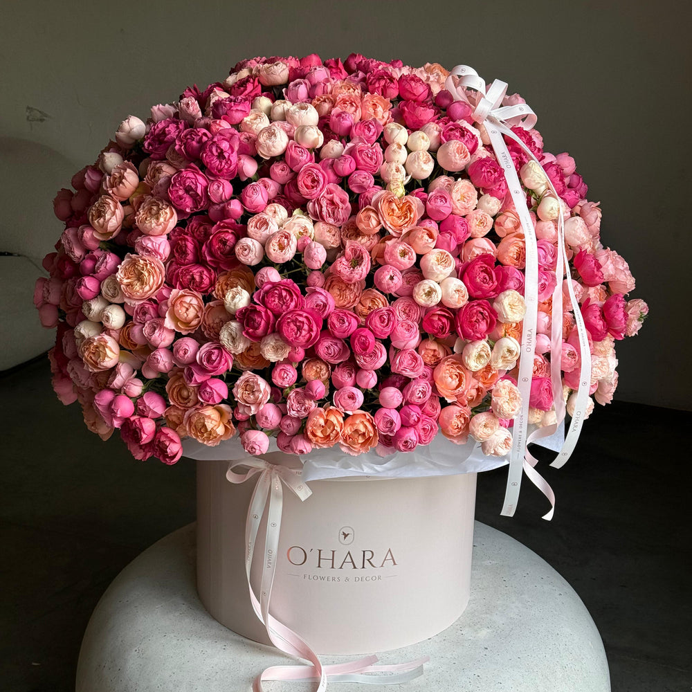 Spray Roses Dream XL