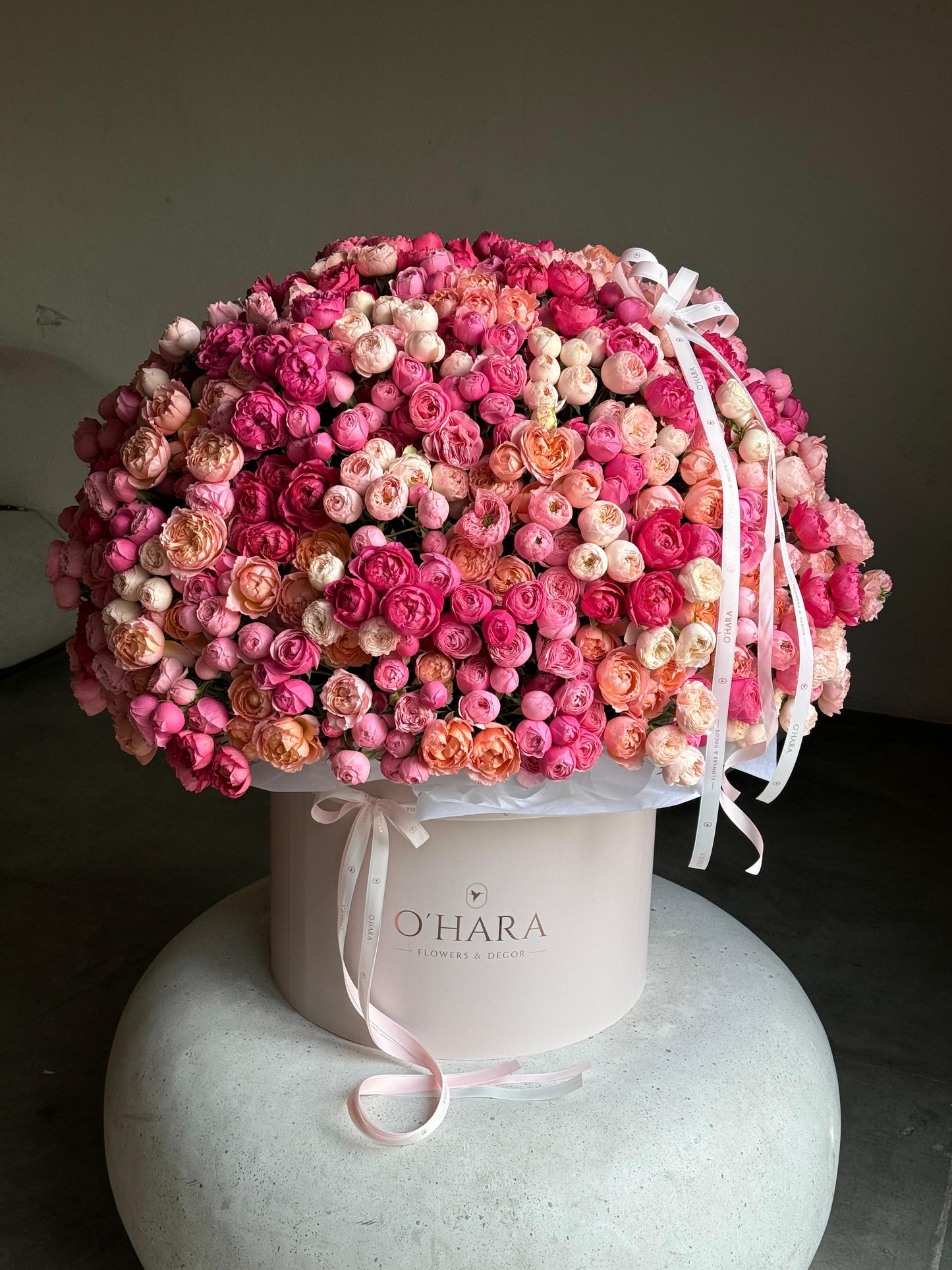 Spray Roses Dream XL