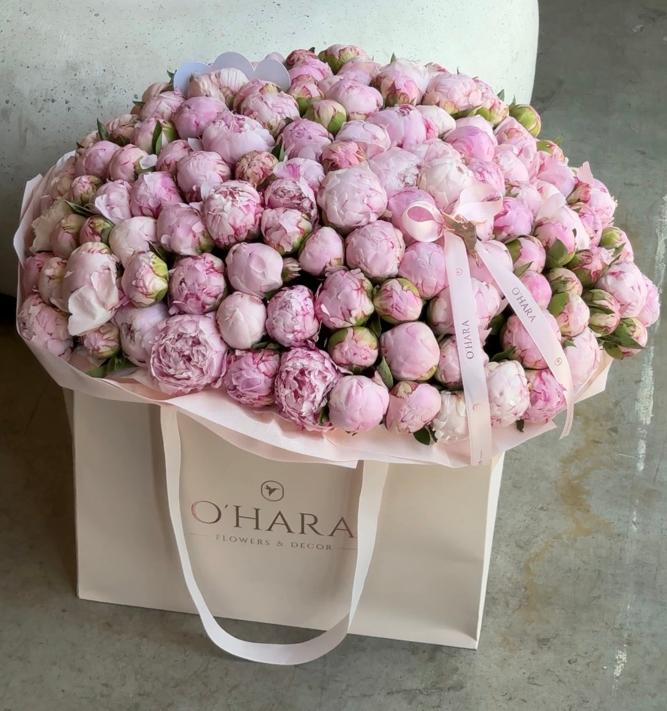 Peony Dream XL